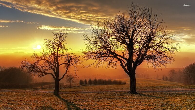 Two Bare Trees at Sunset — Orange