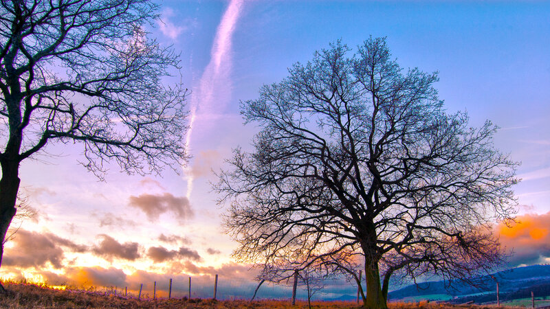 Two Bare Trees at Sunset