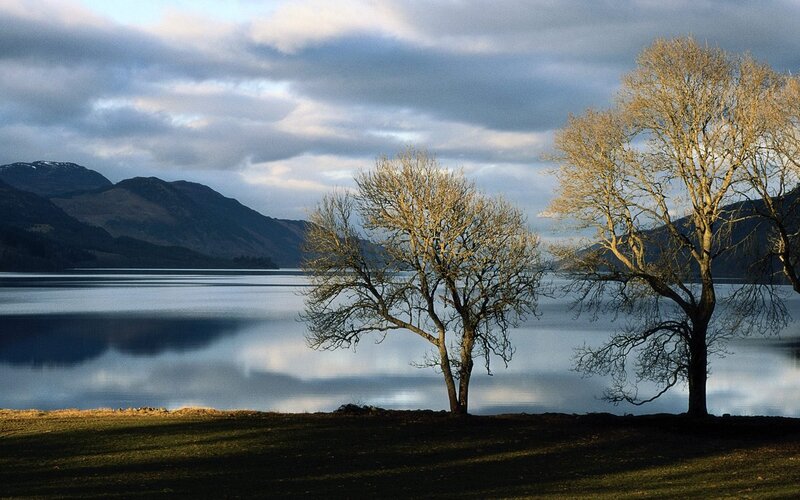 Two Bare Trees by Lake