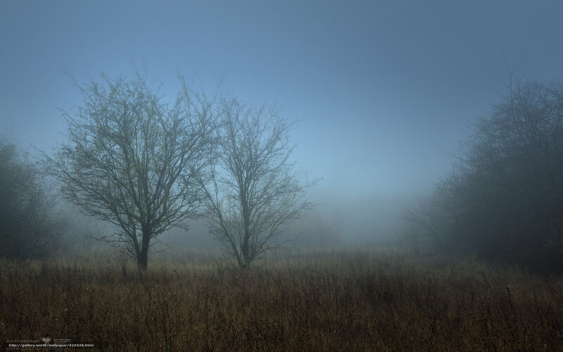 Two Bare Trees in Fog — Blue