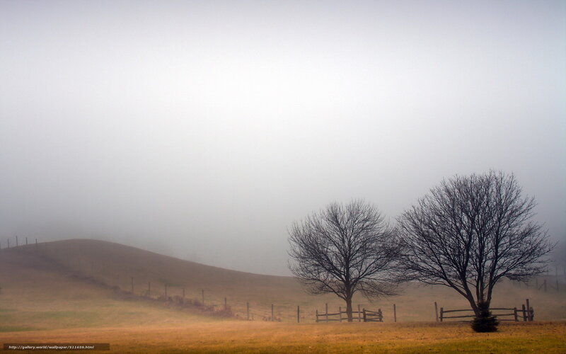 Two Bare Trees in Fog — Gray