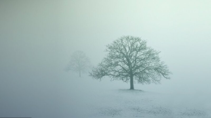 Two Bare Trees in Fog