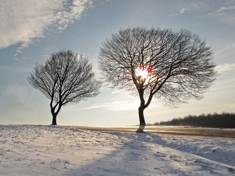 Two Bare Trees in Snow — White