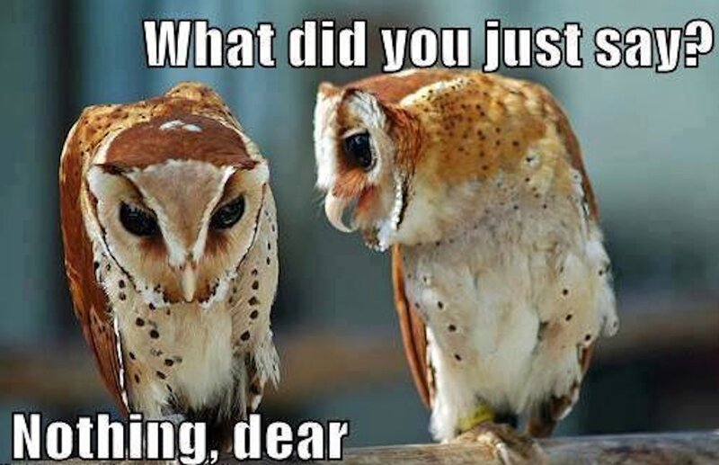 Two Barn Owls — Brown
