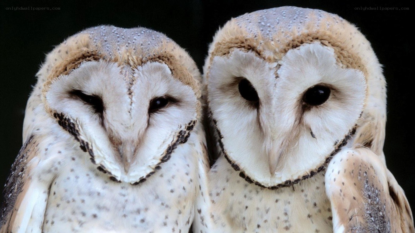 two barn owls close-up