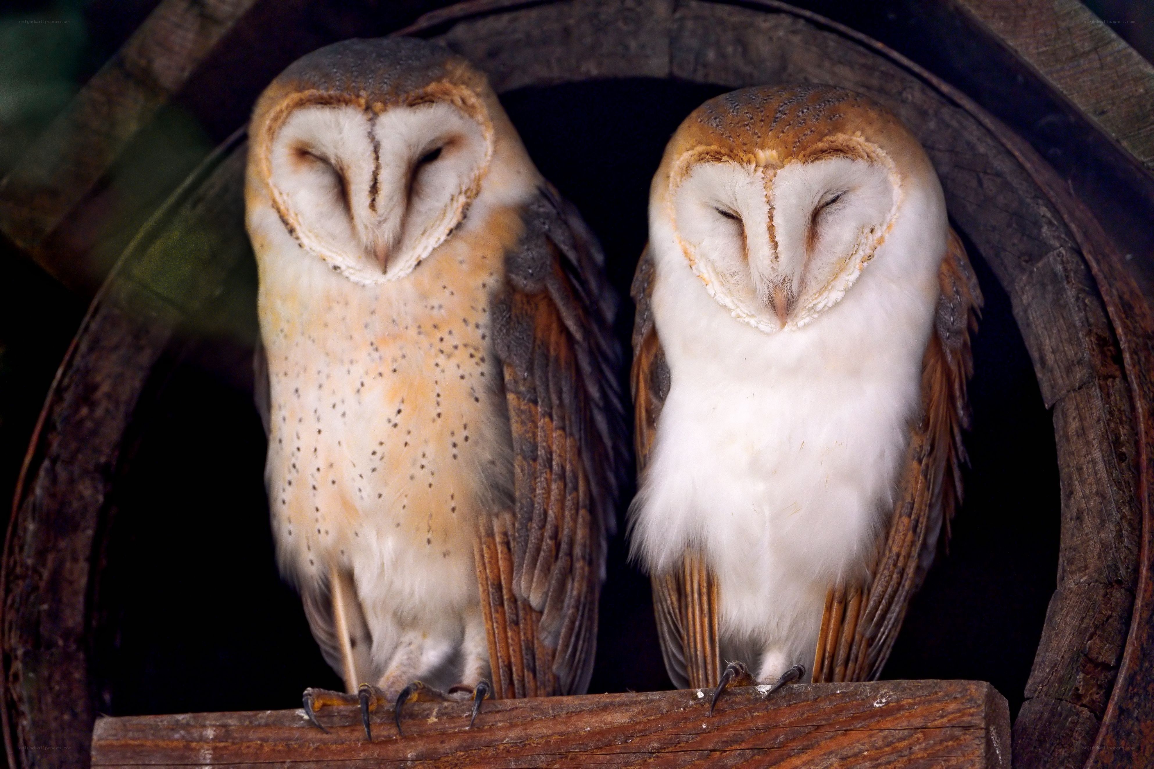 Two barn owls in a wooden structure
