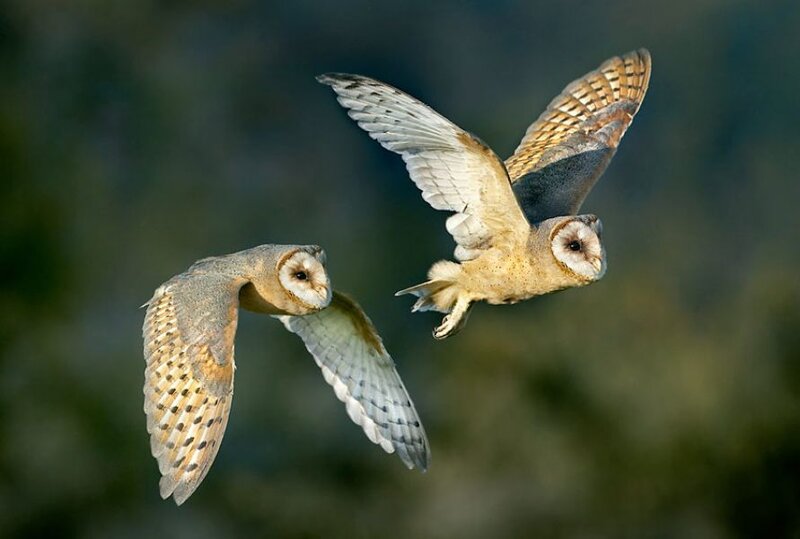 Two Barn Owls in Flight