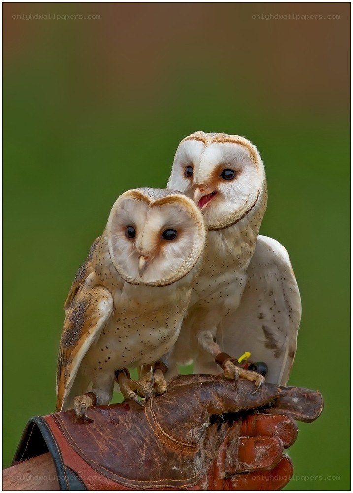 Two barn owls on a glove