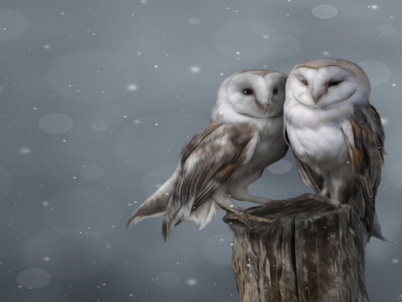 Two Barn Owls on a Post