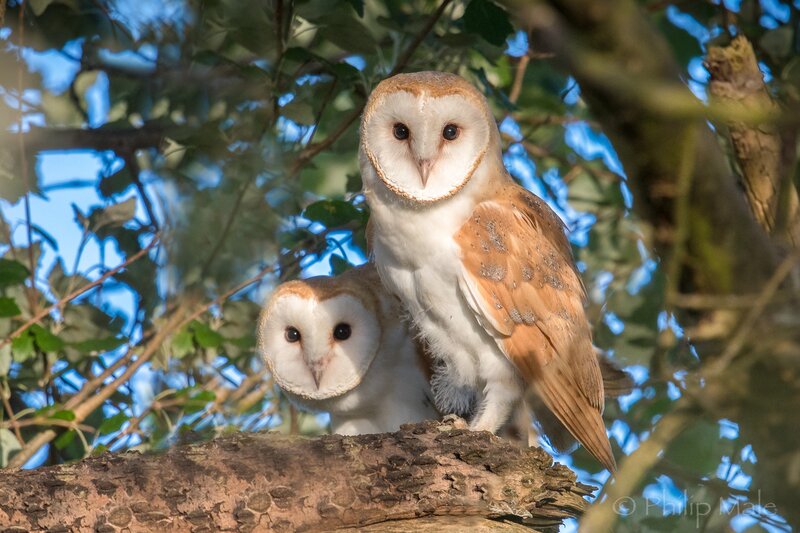 Two Barn Owls on Branch — Brown