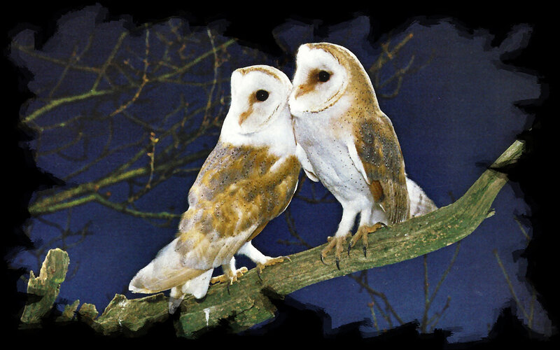 Two Barn Owls on Branch