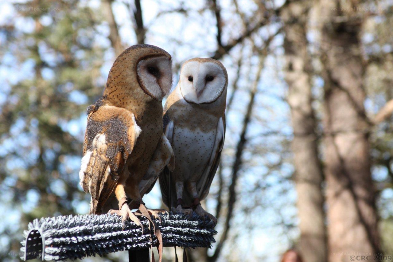 Two barn owls perched together