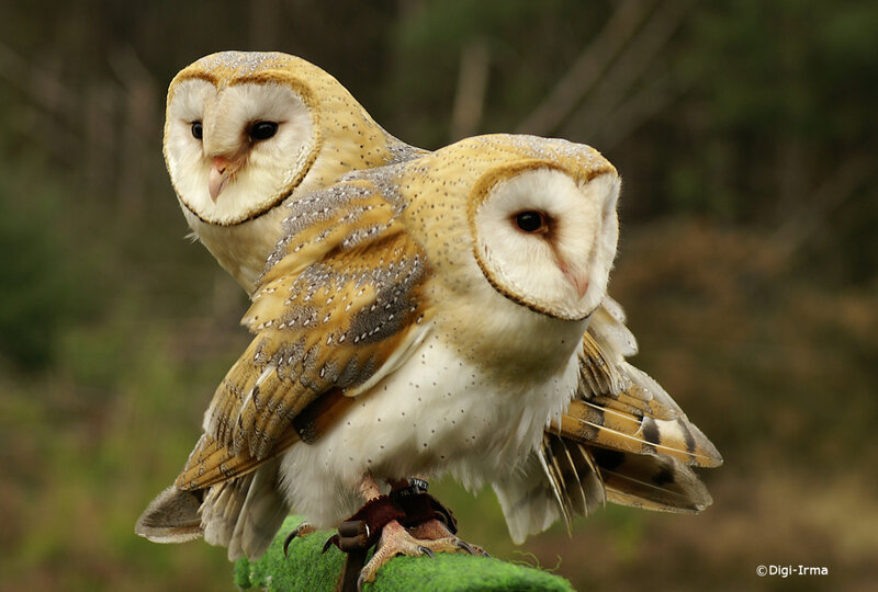 Two Barn Owls