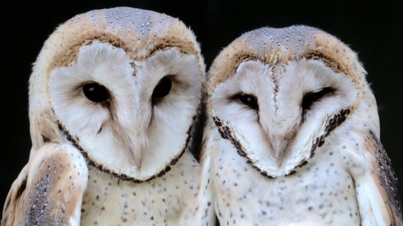 Two Barn Owls — White, Calm, Photograph, Birds
