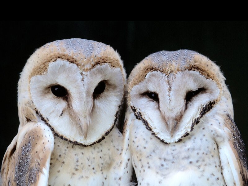 Two Barn Owls — White, Calm, Photograph
