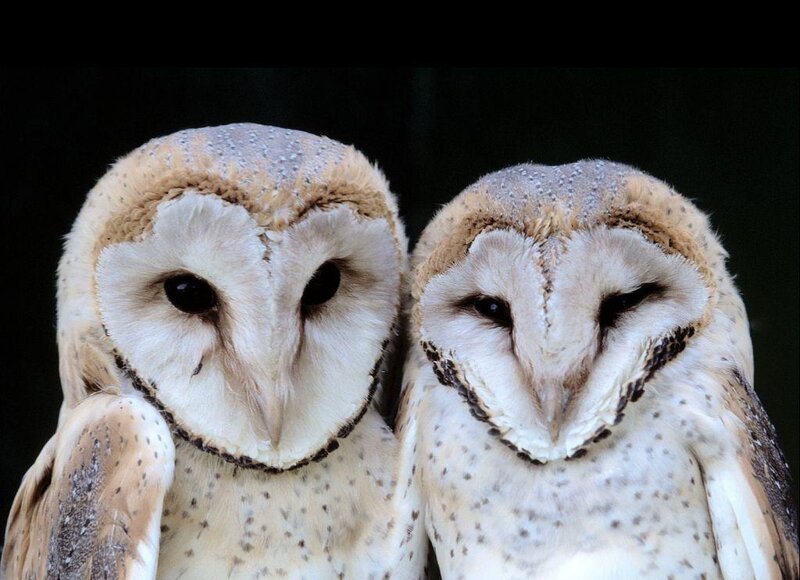 Two Barn Owls — White, Calm