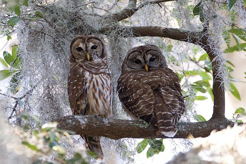 Two Barred Owls — Brown, Calm