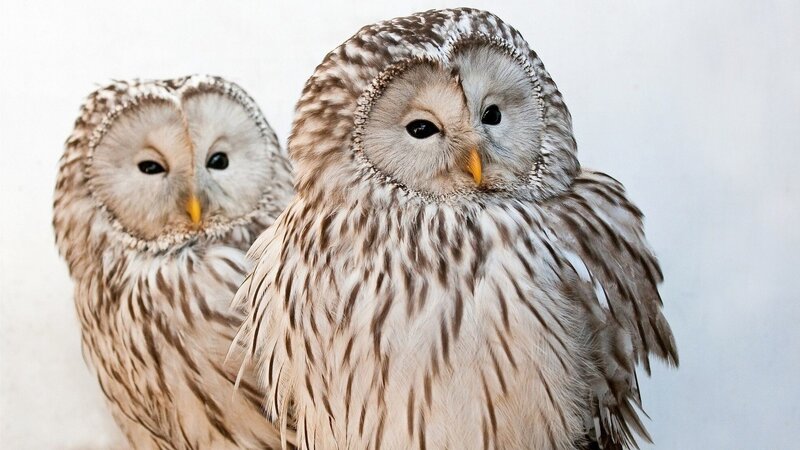 Two Barred Owls — Brown