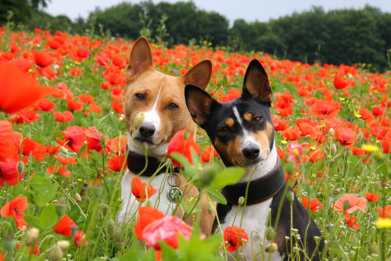 Two Basenji Dogs