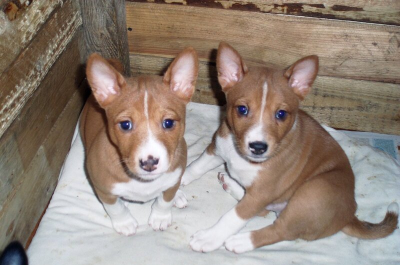 Two Basenji puppies in a wooden box