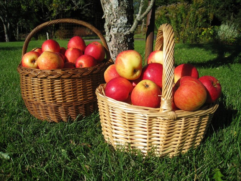 Two Baskets of Apples — Green, Serene, Afternoon