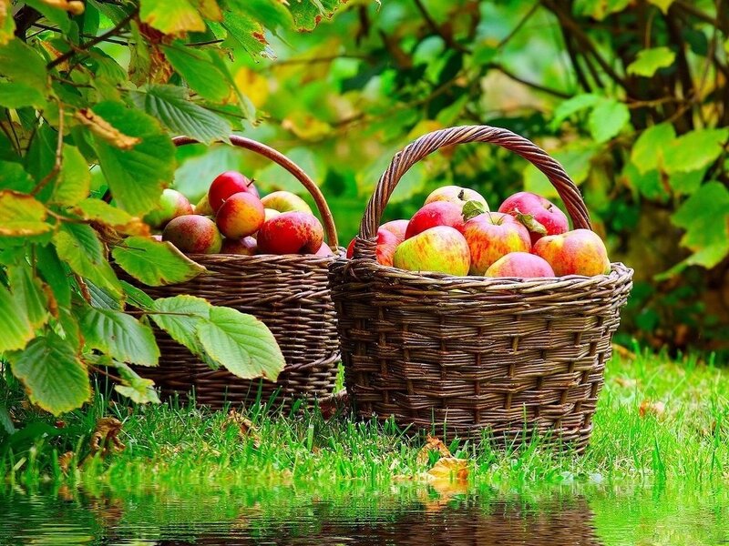Two Baskets of Apples — Green, Serene, Autumn