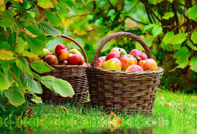 Two Baskets of Apples — Green, Serene