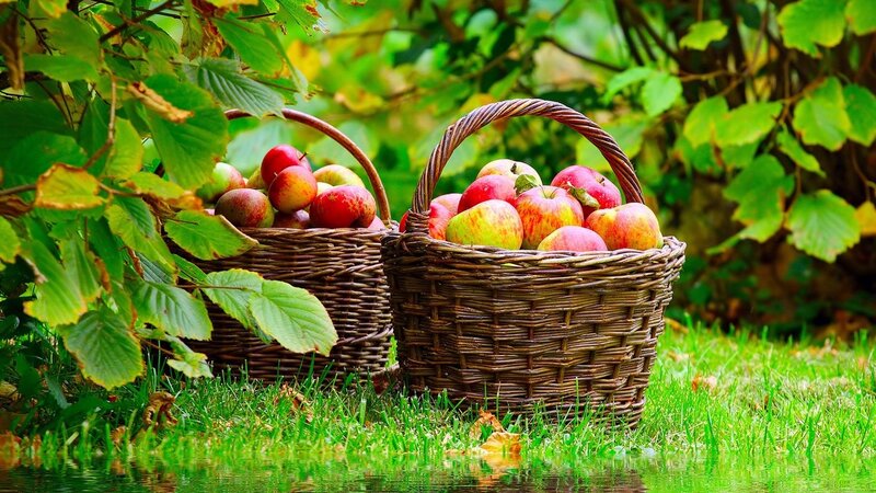 Two Baskets of Apples — Green