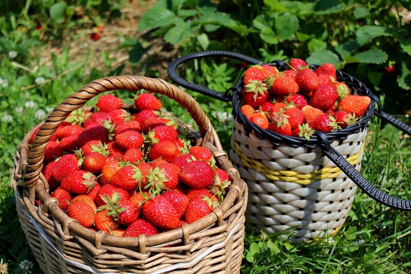 Two Baskets of Strawberries — Red