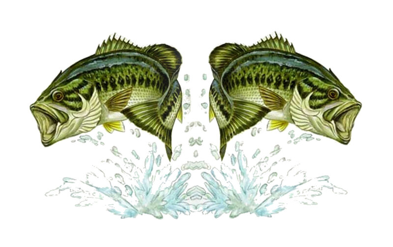 two bass fish jumping