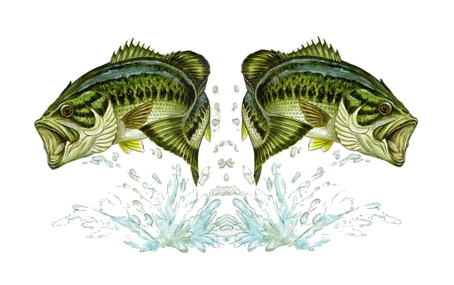 two bass fish jumping