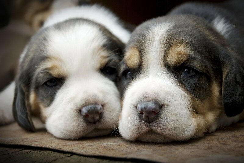 Two Basset Hound Puppies