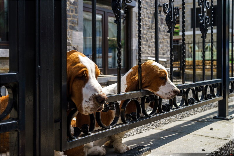 Two Basset Hounds — Brown, Calm