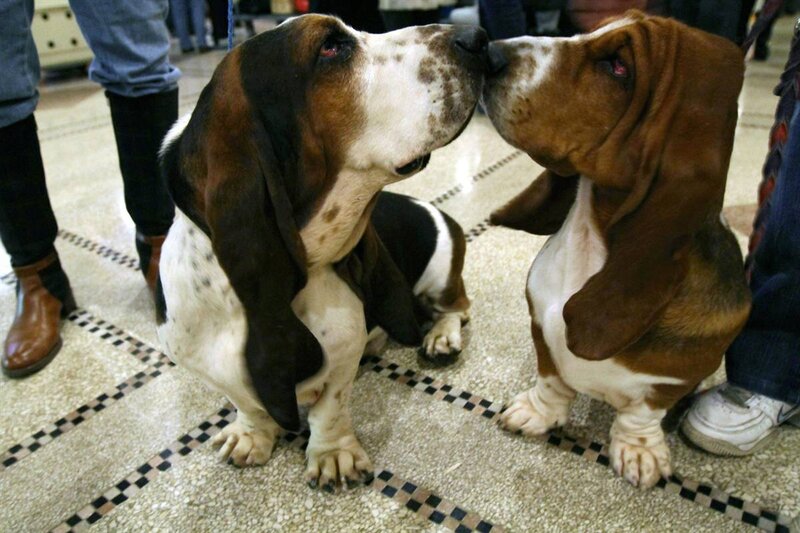 Two basset hounds nuzzling