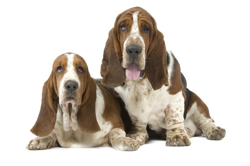 two basset hounds on white