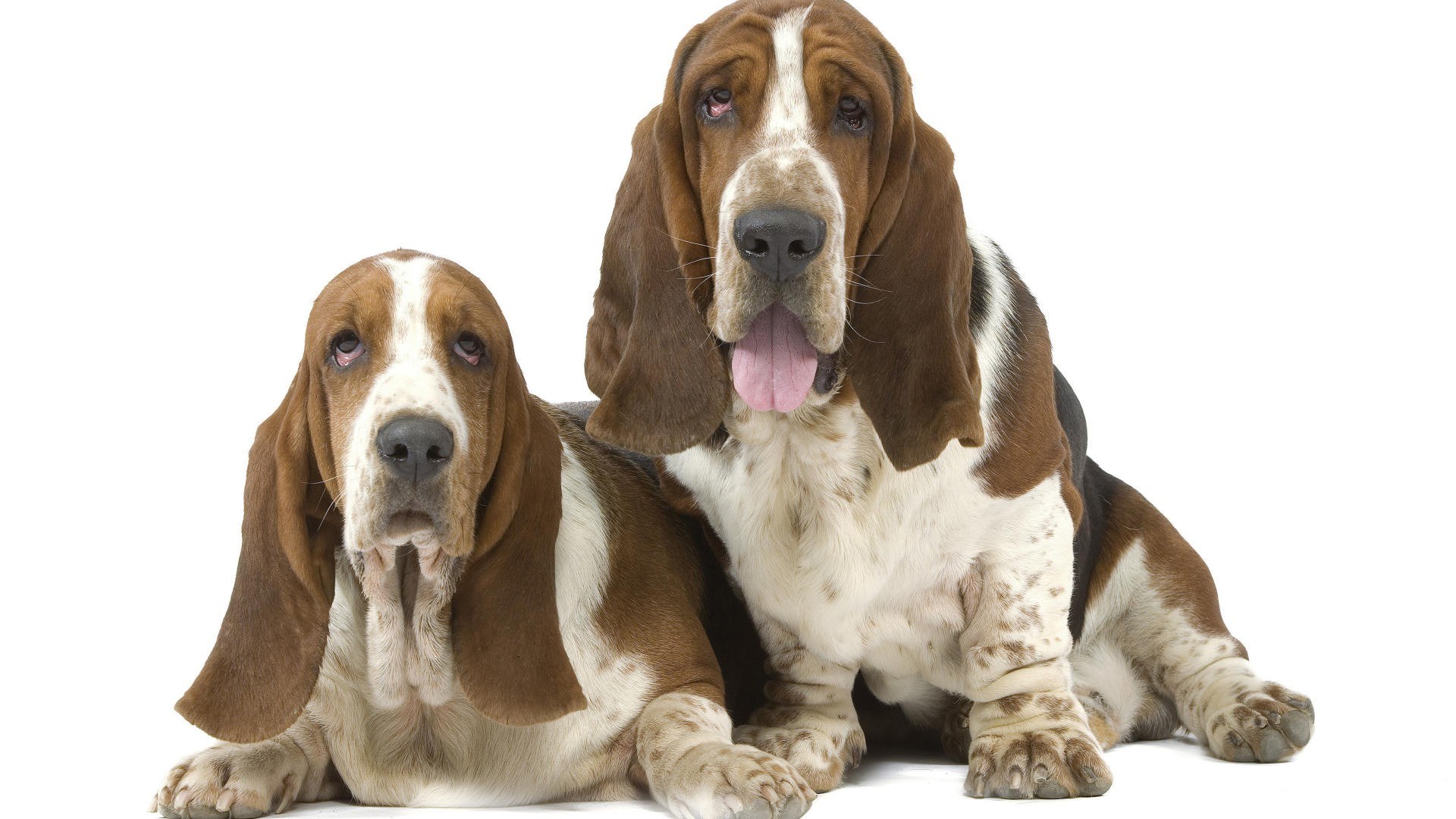 Two basset hounds on white