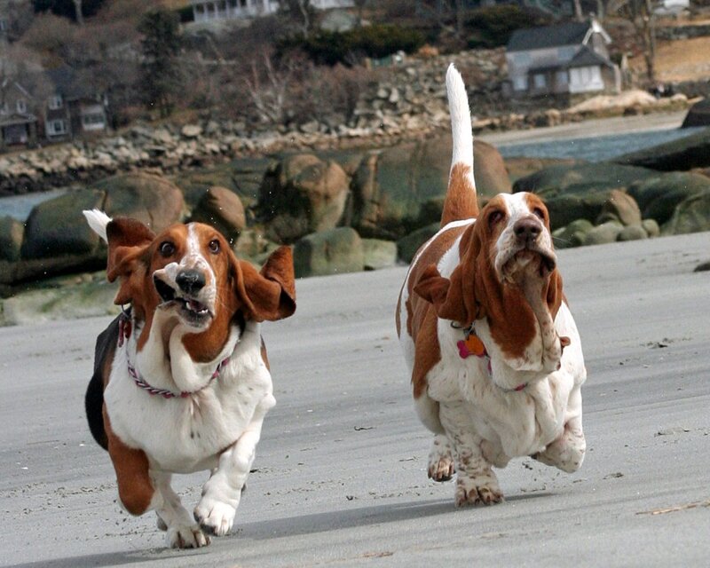 Two basset hounds running on beach