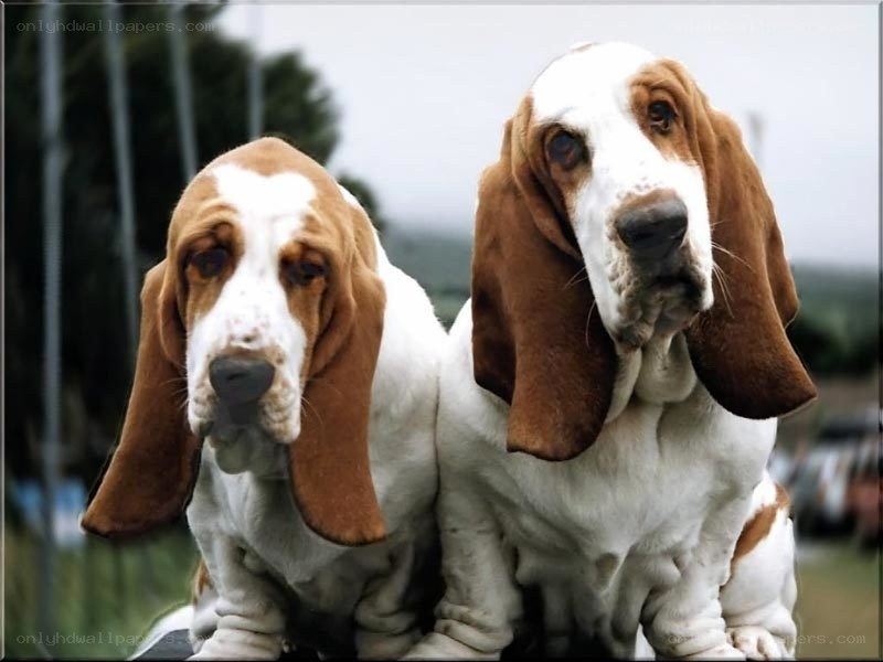 Two Basset Hounds Sitting Together