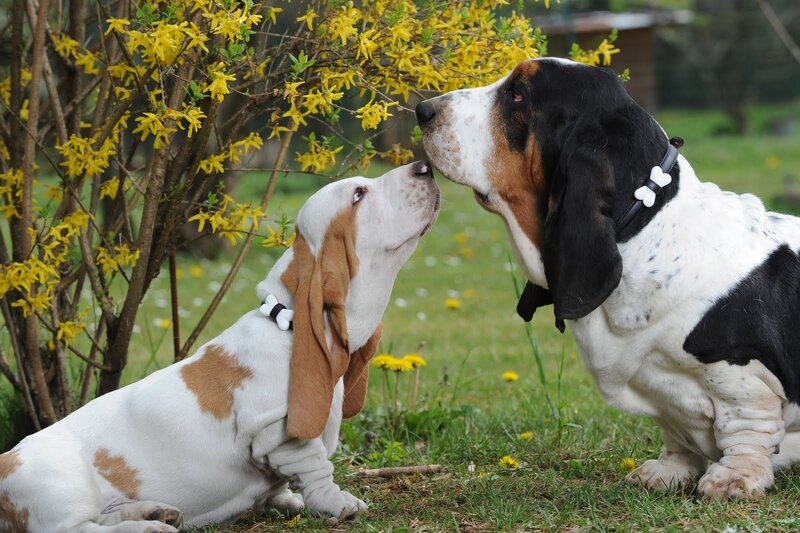 Two Basset Hounds — Yellow, Peaceful