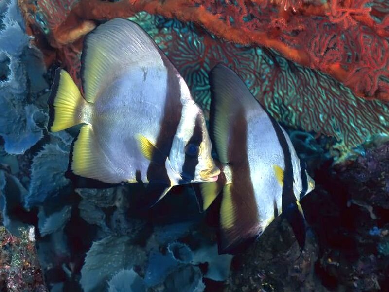Two Batfish Near Coral — Blue