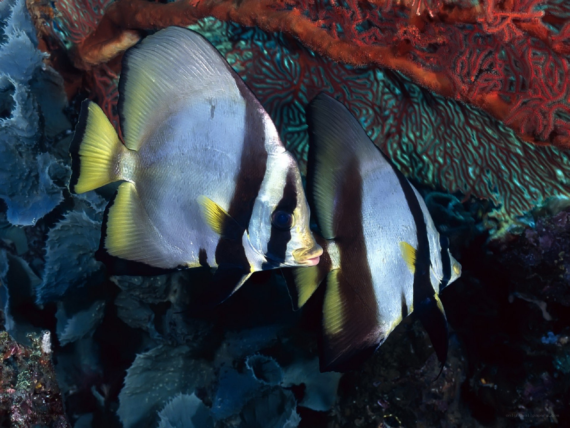 Two batfish near coral reef