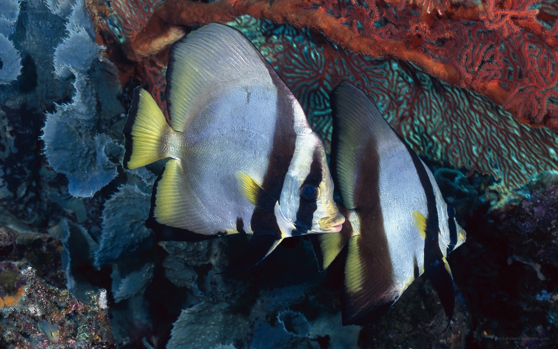 Two batfish near coral reef