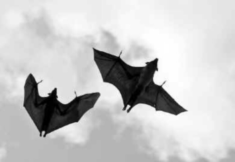 Two Bats Flying — Black