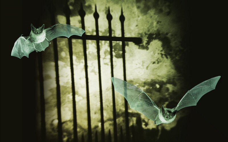 Two Bats Flying — Green