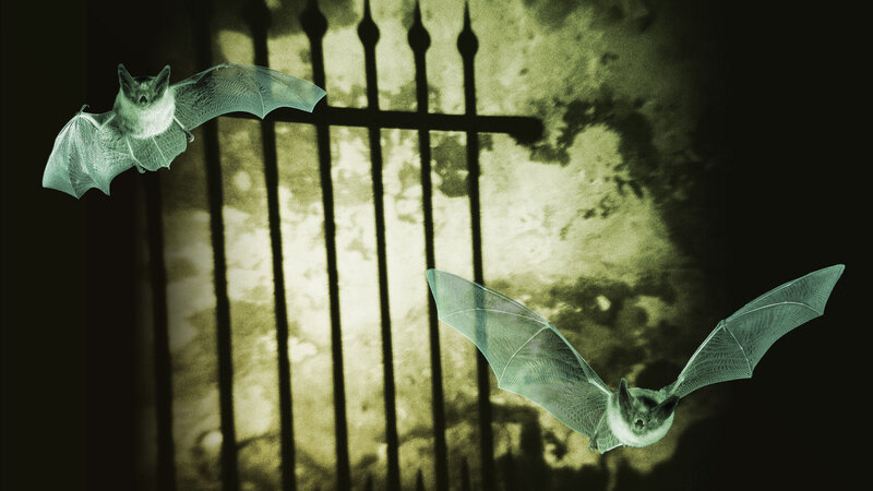 Two Bats Flying