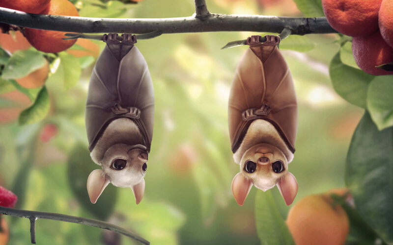 Two Bats Hanging