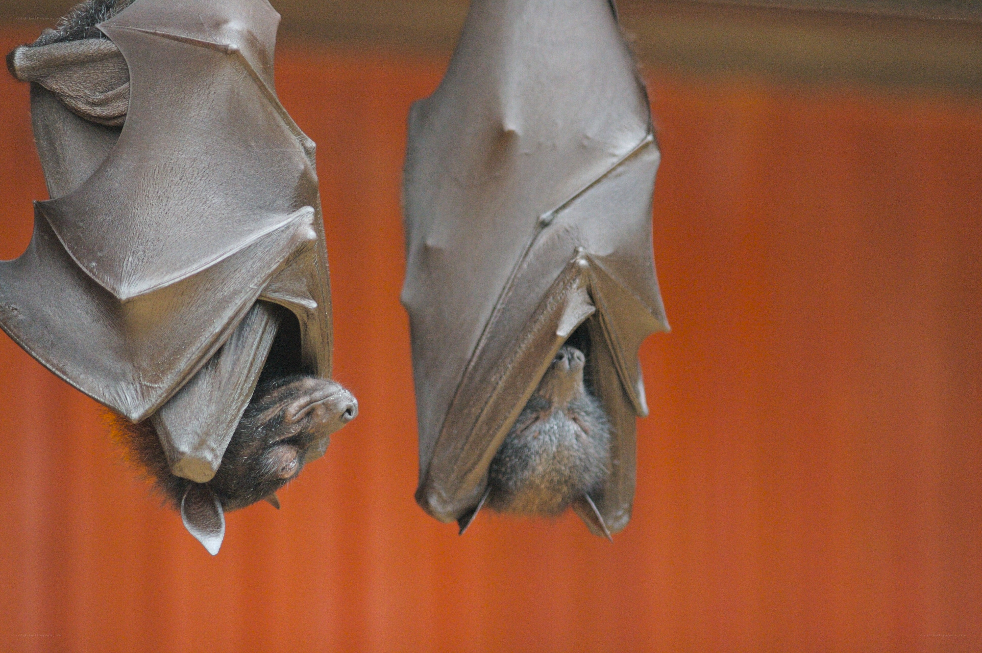 Two bats hanging upside down