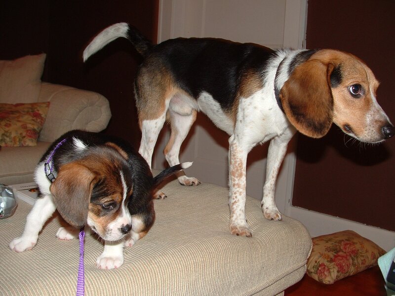 Two Beagle Dogs — Brown, Calm, Night