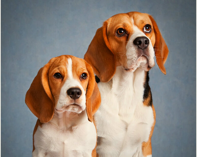 Two Beagle Dogs — Brown, Calm, Photograph, Blue Background