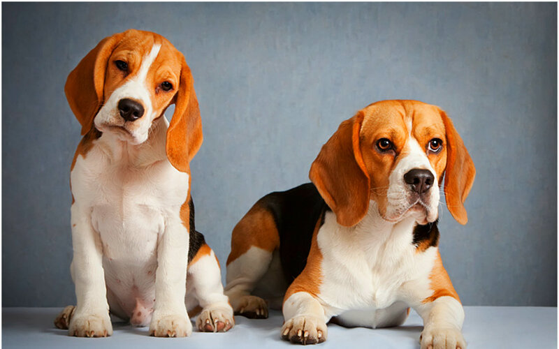 Two Beagle Dogs — Brown, Calm, Photograph